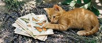 Orange tabby kitten playing with vintage butterfly illustration cards on forest ground, perfect for pet education and nature learning concepts.