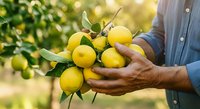 Farmer harvesting fresh yellow lemons from tree branch, holding ripe citrus fruits in hand during harvest season in orchard.