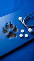 Animal paw print with stethoscope and pills on blue background, representing veterinary medicine, pet healthcare, and animal treatment for veterinary clinics.