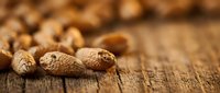 Scattered peanuts in shells on rustic wooden surface, suitable for food photography, nutrition content, and culinary marketing materials.