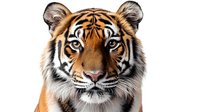 Majestic Bengal tiger head portrait with intense blue eyes and distinctive orange, black and white striped fur pattern isolated on white background for wildlife and nature designs.