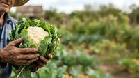 Farmer holding fresh cauliflower head in vegetable garden field. Organic produce harvest, agriculture and farming concept for food production and sustainable cultivation.