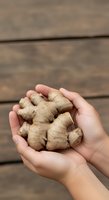 Hands holding fresh ginger root on wooden surface. Organic spice ingredient for cooking, natural medicine, and wellness applications.