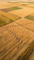 Aerial view of cattle herd grazing on golden harvested farmland with geometric field patterns and rural roads creating agricultural landscape mosaic.