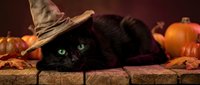 Black cat wearing witch hat surrounded by autumn pumpkins and fall leaves on rustic wooden surface for Halloween seasonal decoration and spooky holiday themes.