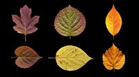 Six colorful autumn leaves isolated on transparent background, ready for T-shirts, stickers, clipart, sublimation, and print on demand seasonal designs.