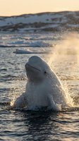 Beluga whale breaching ocean surface with water splash during golden hour sunset creating dramatic marine wildlife moment in natural habitat.