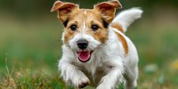Energetic Jack Russell terrier puppy running through grass with happy expression, showcasing playful nature for pet photography or animal care content.