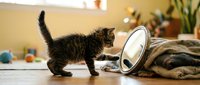 Curious tabby kitten exploring a round mirror on a wooden floor at home, playful pet moment capturing feline curiosity and adventure.