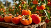 Fresh ripe persimmons with green leaves on wooden crate in orchard, bright orange fruits with characteristic calyx showing harvest time.