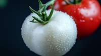 Fresh white and red tomatoes with water droplets on dark background, showcasing contrasting colors for food photography and culinary presentations.