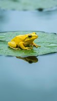 Bright yellow frog sitting on green lily pad with water reflection in serene pond environment for nature and wildlife concepts.