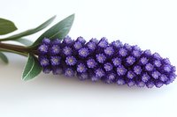 Purple grape hyacinth flower with green leaves on white background, macro photography showing detailed texture of spring bulb flower bloom.