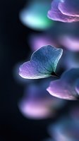 Translucent flower petal with intricate vein patterns in purple and teal gradient colors against soft bokeh background for nature design projects.