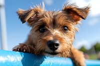Adorable Yorkshire Terrier puppy with wet fur resting on blue pool edge during summer day. Cute small dog enjoying water activities and relaxation.