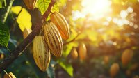 Fresh cacao pods growing on tree branch with golden sunlight streaming through leaves, creating natural bokeh effect in tropical plantation setting.