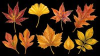 Autumn leaves collection in red, orange, and yellow tones isolated on transparent background. Ready for t-shirt designs, clipart, stickers, sublimation, print-on-demand products, and digital crafts.