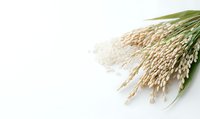 Fresh rice plant ears with ripe grains on white background, agricultural harvest concept. Natural organic cereal crop isolated with copy space.