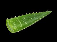 Fresh aloe vera leaf slice isolated on transparent background, ready for t-shirt design, stickers, clipart, print on demand, and sublimation projects.