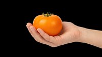 Hand holding a ripe orange tomato, isolated on transparent background, ready for stickers, print on demand, T-shirt design, and clipart use.
