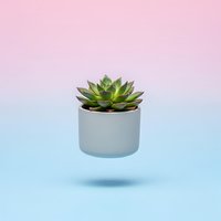 Small green succulent plant in modern white ceramic pot floating on pastel pink blue gradient background for home decor and wellness concepts.