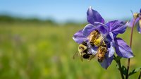 Bumblebee pollinating purple columbine flower in meadow, close-up nature photography for botanical and wildlife content.
