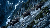 Wild mountain goats climbing steep rocky cliff face in alpine wilderness with snow patches and dramatic mountain landscape backdrop for outdoor adventure content.
