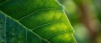 Close-up of vibrant green leaf with detailed veins and natural texture, ideal for botanical, environmental, and nature-themed designs and backgrounds.