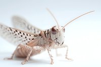 Detailed macro view of a pale grasshopper with spotted wings and long antennae on white background, isolated for nature and entomology projects.
