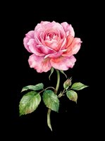 Pink garden rose with green stem and foliage, isolated on transparent background. Ready for t-shirt design, clipart, stickers, sublimation, print-on-demand products, and digital crafts.