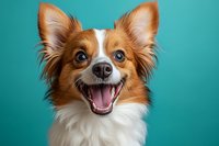 Happy Papillon mixed breed dog with bright blue eyes and red-white fur smiling at camera against turquoise background, showing friendly expression and energy.