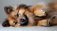 Adorable Pomeranian puppy lying on side with playful expression, soft fluffy fur in warm brown and cream tones against neutral background for pet care marketing.