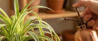 Hand misting spider plant with copper spray bottle for indoor plant care and humidity control in cozy home environment.