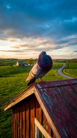 Pigeon perched on wooden barn roof overlooking rural farmland with rolling green fields, winding country road, and dramatic sunset sky with golden and blue clouds.