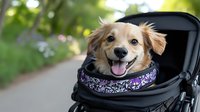 Happy small dog with tongue out sitting in black pet stroller wearing purple floral collar on sunny park path. Pet transportation and outdoor adventure concept.