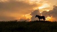 Horse silhouette standing on grassy hill against dramatic golden sunset sky with clouds. Peaceful countryside scene for nature and equestrian themes.