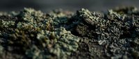 Macro close-up of dark soil texture with organic matter and mineral particles, suitable for environmental, agricultural, and educational content about earth science.