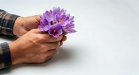 Purple lotus flower held in male hands with brown skin tone, wearing plaid shirt sleeve, isolated on white background for gift, appreciation, wellness and nature concepts.