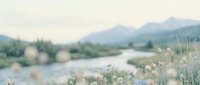 Soft focus wildflowers bloom along a serene river valley with misty mountains in the distance, creating a tranquil landscape suitable for wellness and nature-themed designs.
