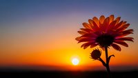 Orange gerbera daisy flower silhouette against vibrant sunset sky with golden sun and gradient colors from blue to orange creating peaceful nature scene.