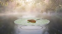 Small brown frog sitting on large green lily pad in misty pond with ripples, surrounded by overhanging tree branches in soft morning light.