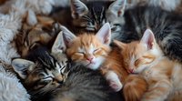 Adorable sleepy kittens cuddling together on soft blanket, ginger and tabby cats napping in cozy pile showing peaceful expressions and relaxed poses.