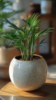 Parlor palm houseplant in speckled ceramic pot on wooden table with blurred home interior background for indoor gardening and decor.