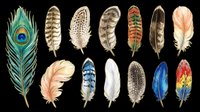 Feather collection featuring peacock, eagle, pheasant, and decorative plumes isolated on transparent background. Ready for clipart, t-shirt design, stickers, sublimation, and print-on-demand projects.