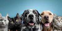 Group portrait of happy dogs and cats against blue background, showcasing diverse pet personalities for veterinary, pet care, or animal adoption services.