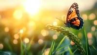Monarch butterfly perched on wheat stalk against golden sunset bokeh background, creating magical nature atmosphere for environmental and agricultural concepts.