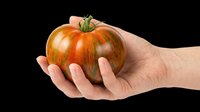 Hand holding a ripe striped heirloom tomato, isolated on transparent background. Ready for food, farming, and garden clipart, stickers, print on demand, and T-shirt design use.
