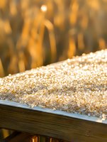 Golden sunlight illuminates scattered rice grains on wooden surface, creating sparkling bokeh effect with warm autumn colors in soft focus background.