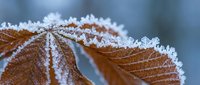 Frost-covered autumn leaves with delicate ice crystals forming along edges and veins. Winter morning nature scene showcasing seasonal transition and cold weather effects.