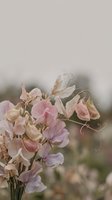 Delicate sweet pea flowers in soft pink and lavender tones with curling tendrils against blurred natural background for romantic floral designs.